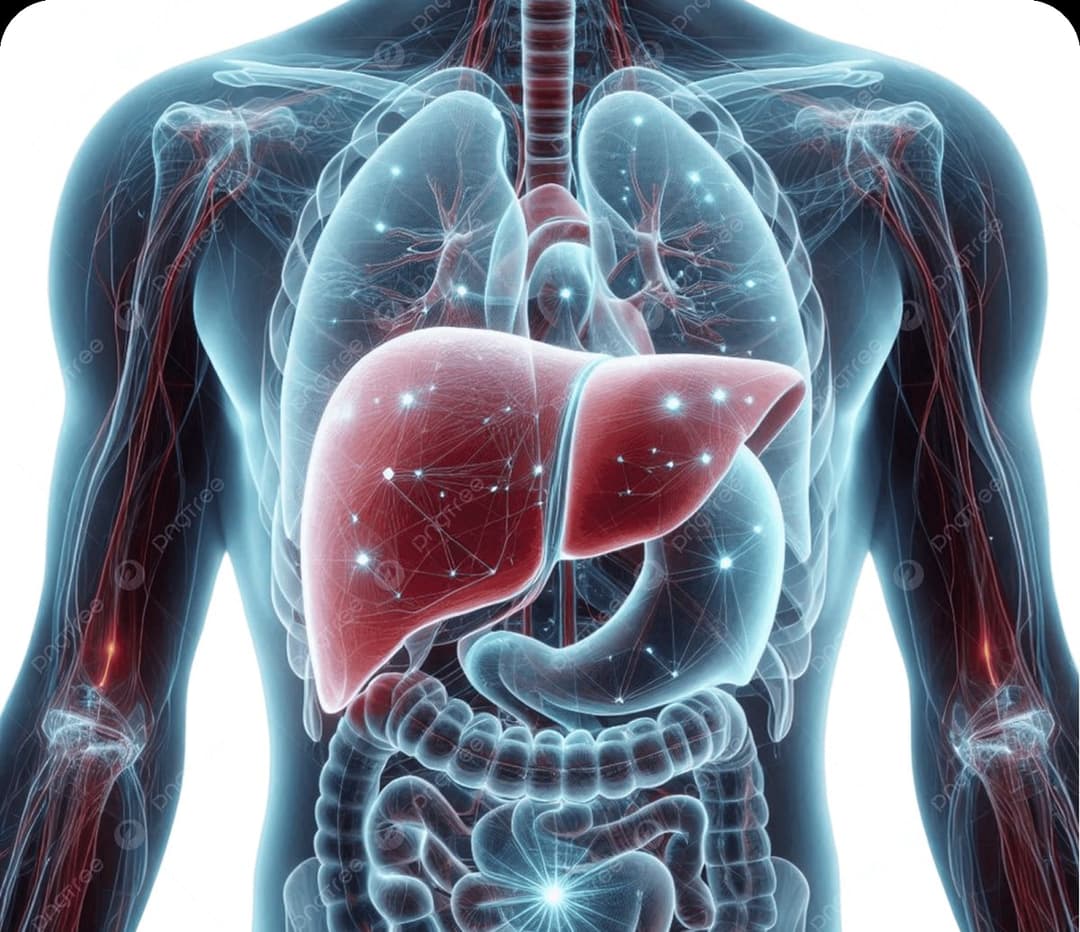 LIVER: 10 FACTS ABOUT THE LIVER